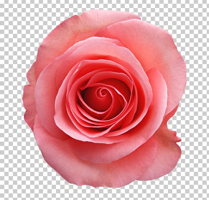 Beach Rose China Rose Garden Roses Pink Flower PNG, Clipart, Beach Rose, China Rose, Closeup, Color, Cut Flowers Free PNG Download