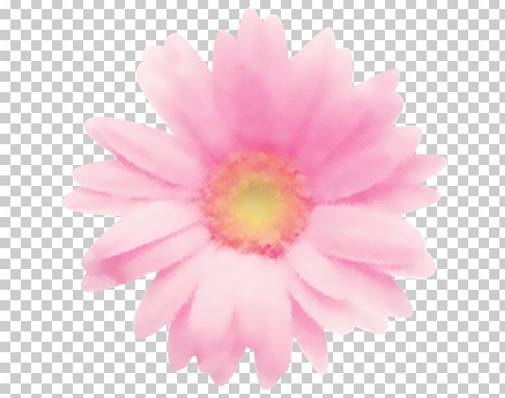 Common Daisy アトリエショコラ(Atelier Chocolat) Transvaal Daisy Daisy Family Chrysanthemum PNG, Clipart, Annual Plant, Asuka, Chrysanthemum, Chrysanths, Closeup Free PNG Download
