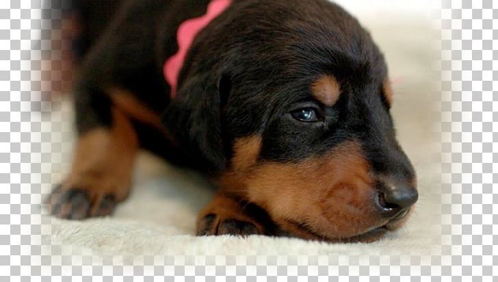 Dog Breed Black And Tan Coonhound Puppy Smaland Hound Polish Hunting Dog PNG, Clipart, Animals, Austrian Black And Tan Hound, Black And Tan Coonhound, Carnivoran, Dobermann Free PNG Download