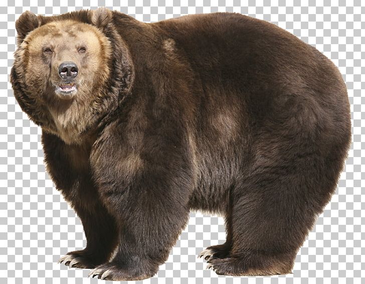 Grizzly Bear T-shirt Sleeve Stock Photography PNG, Clipart, Alaska Peninsula Brown Bear, Animals, Bag, Bear, Brown Bear Free PNG Download