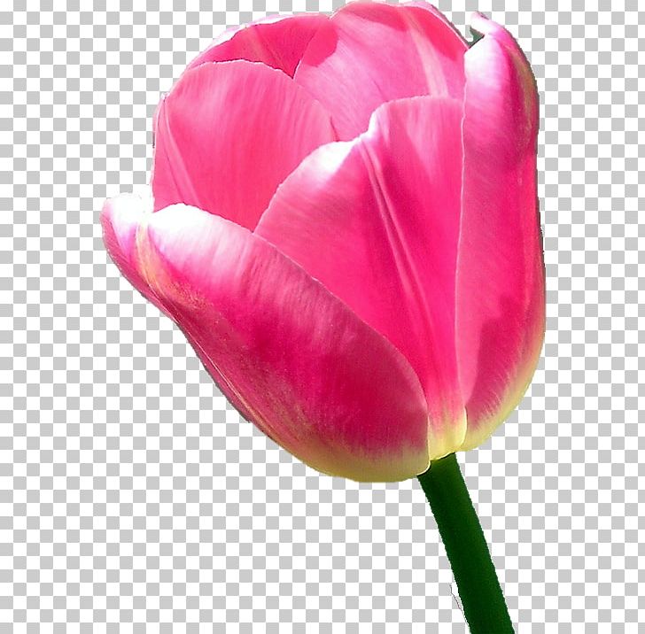 Tulip Cut Flowers PNG, Clipart, Cut Flowers, Download, Flower, Flowering Plant, Flowers Free PNG Download