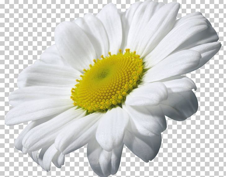Chamomile PNG, Clipart, Chrysanths, Computer Icons, Daisy, Daisy Family, Download Free PNG Download
