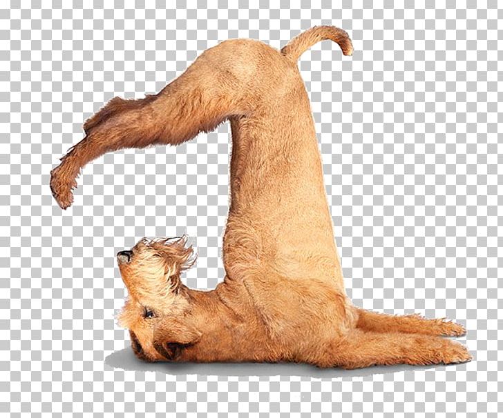 Chihuahua Puppy Yoga Dogs Flexibility PNG, Clipart, Adho Mukha U015bvu0101nu0101sana, Animal, Animals, Asento, Baby Free PNG Download