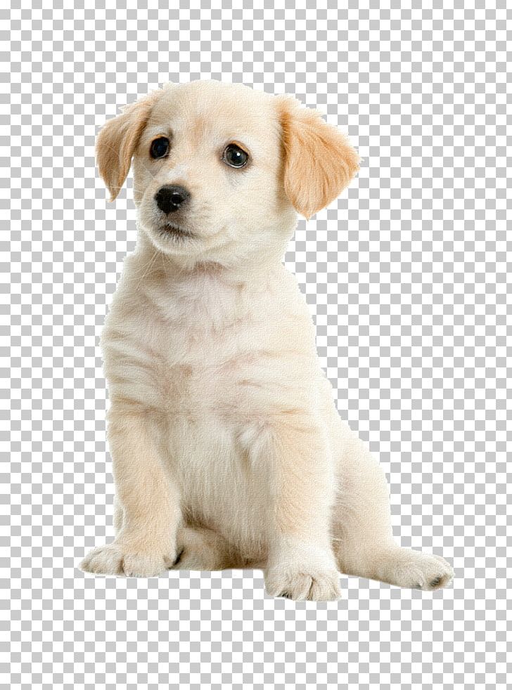 Labrador Retriever Golden Retriever Boston Terrier Puppy Pet PNG, Clipart, Animal, Animals, Carnivoran, Companion Dog, Cute Puppy Free PNG Download