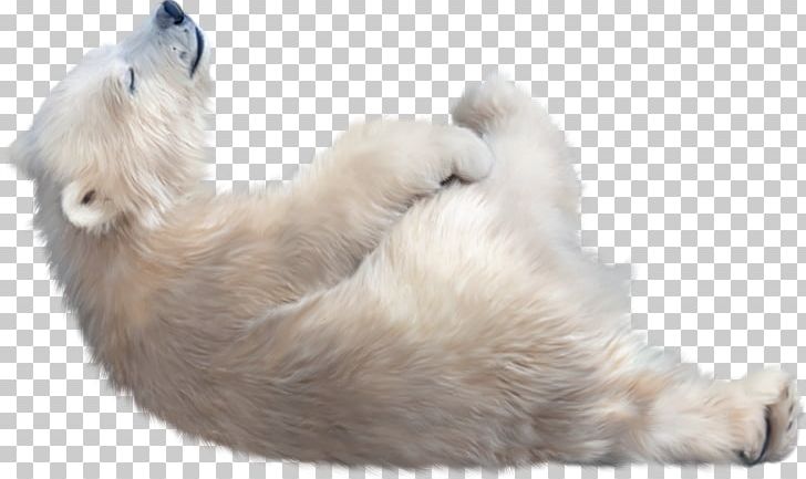 Polar Bear Kodiak Bear PNG, Clipart, Animals, Bear, Bears, Carnivoran, Cat Free PNG Download