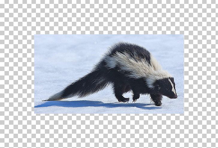 Weasels Fauna Fur Skunk PNG, Clipart, Animals, Fauna, Fur, Mustelidae, Polecat Free PNG Download