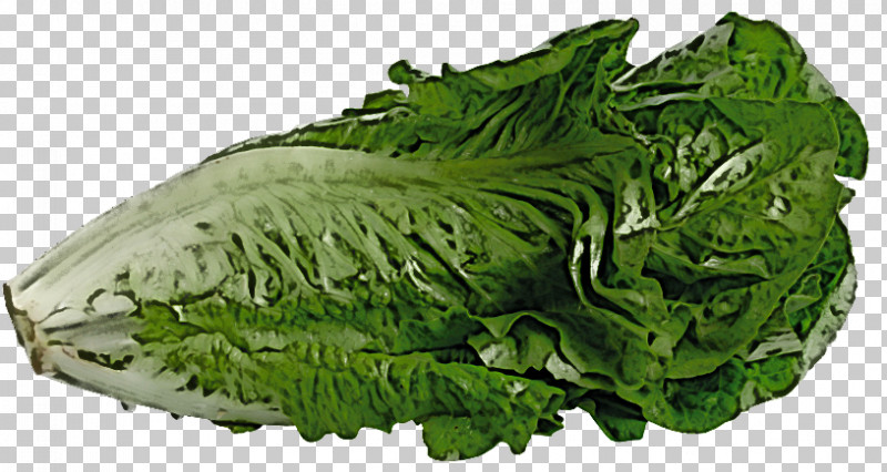 Spring Greens Collard Romaine Lettuce Rapini Vegetable PNG, Clipart, Chard, Collard, Rapini, Romaine Lettuce, Savoy Cabbage Free PNG Download