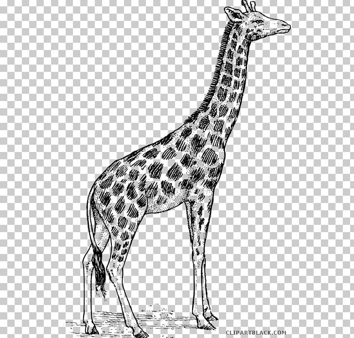 Giraffe Drawing Animal Illustrations Art PNG, Clipart, Animal Illustrations, Art, Black And White, Cartoon, Deer Free PNG Download