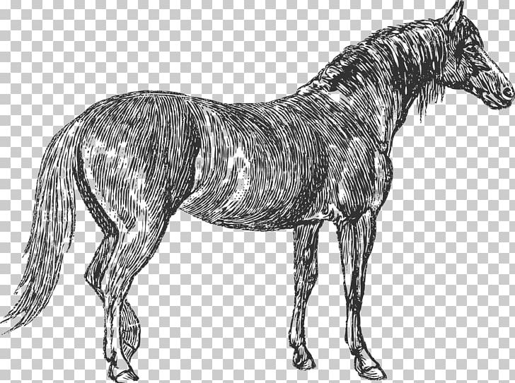 Mule Mane Mustang Russian Heavy Draft Stallion PNG, Clipart, Black And White, Bridle, Colt, Drawing, Equine Coat Color Free PNG Download