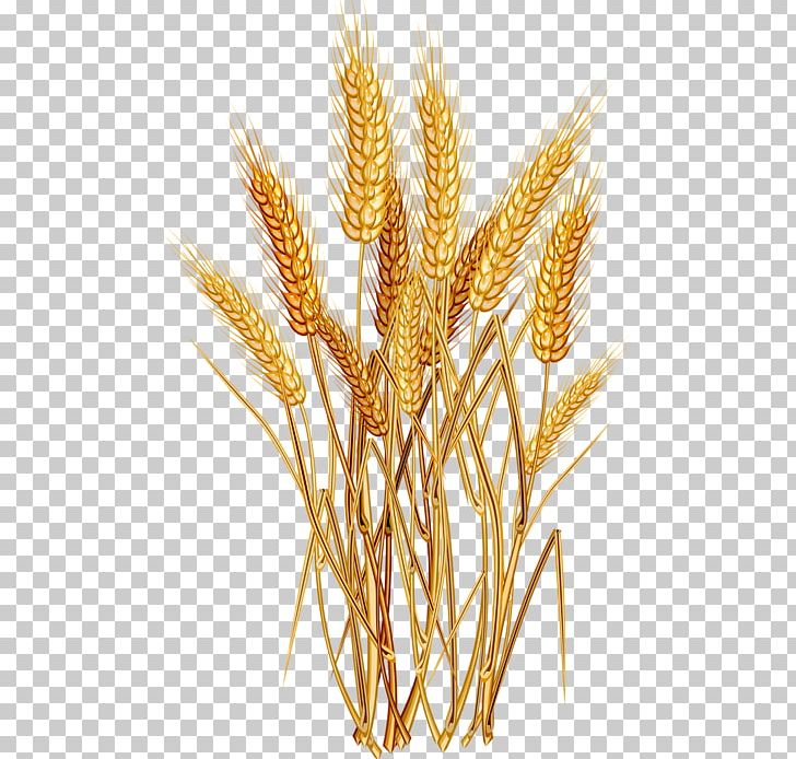Portable Network Graphics Cereal Common Wheat Oat PNG, Clipart,  Free PNG Download