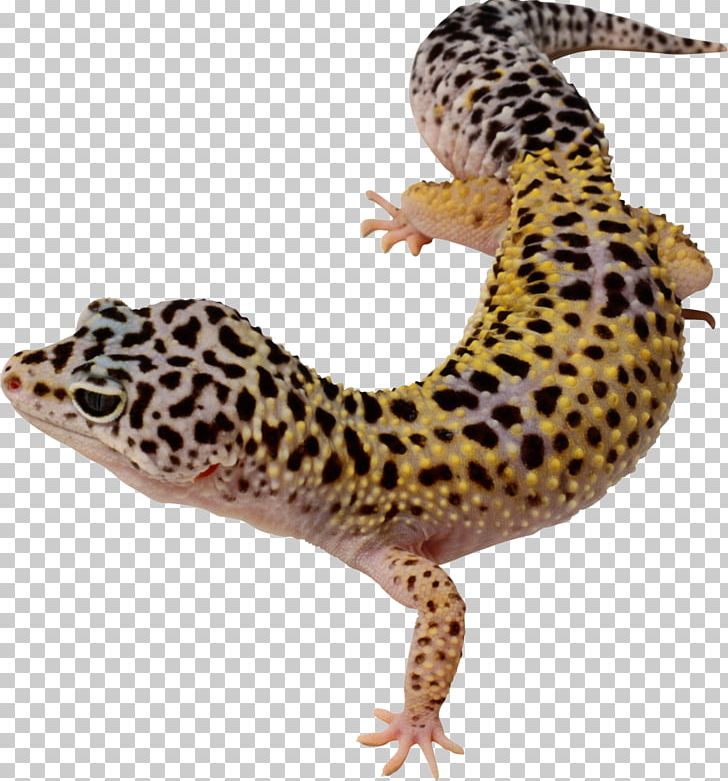 Common Leopard Gecko Long-nosed Leopard Lizard Reptile PNG, Clipart, Amphibian, Animals, Coloring Book, Common Leopard, Common Leopard Gecko Free PNG Download