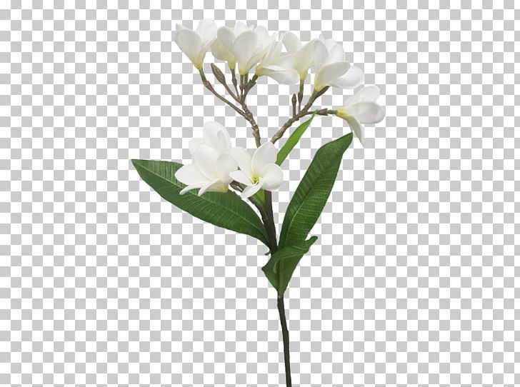 Cut Flowers Branch Plant Stem Twig PNG, Clipart, Branch, Branch Plant, Cut Flowers, Flower, Flowering Plant Free PNG Download