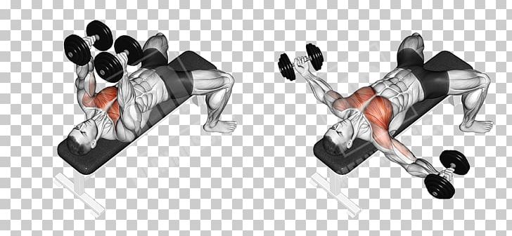 Fly Dumbbell Bench Press Exercise PNG, Clipart,  Free PNG Download