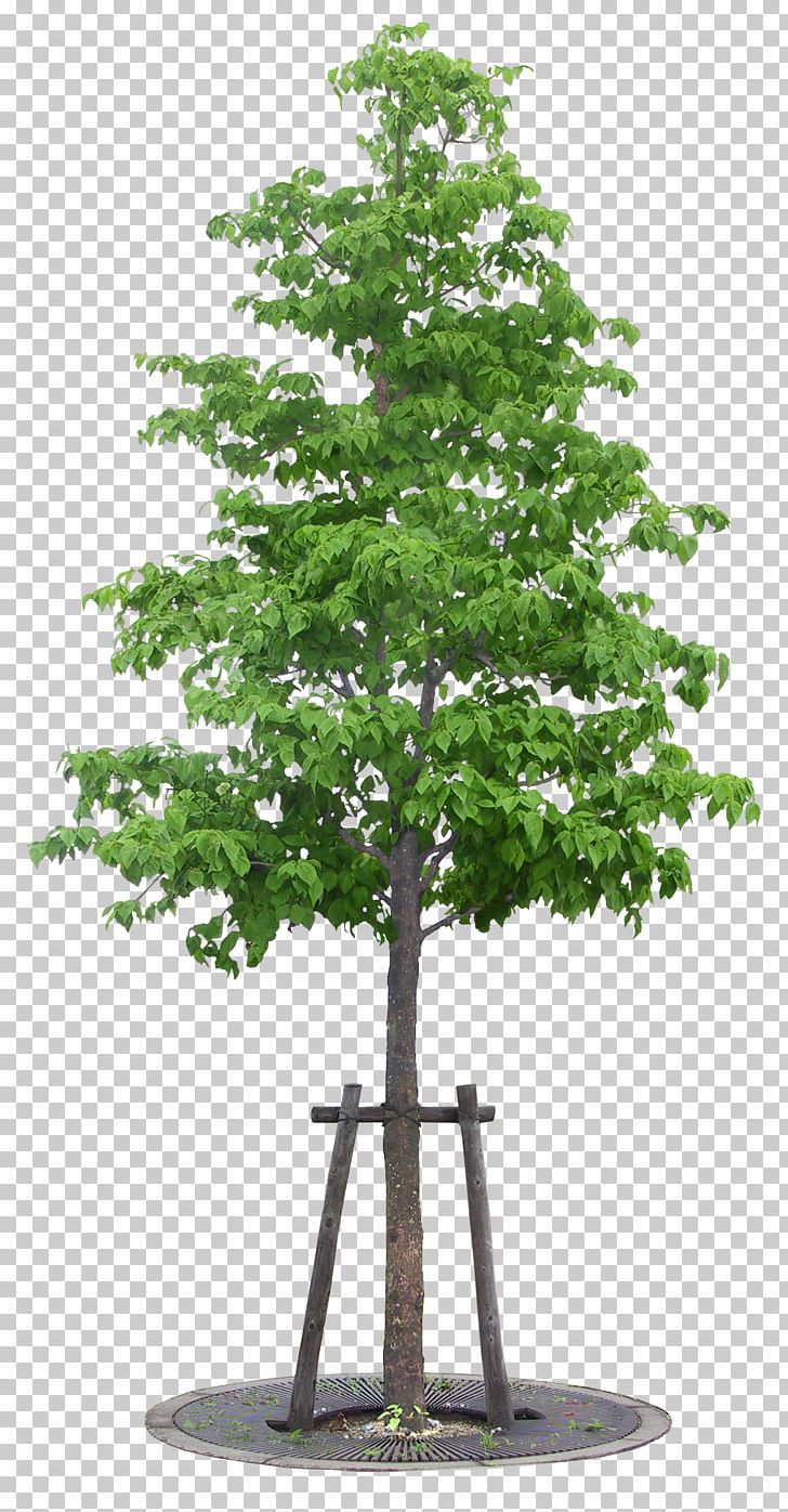 Vetri Maalai Matrimony Tree Matrimony.com Plant PNG, Clipart, 3d Computer Graphics, Bonsai, Branch, Evergreen, Flowerpot Free PNG Download