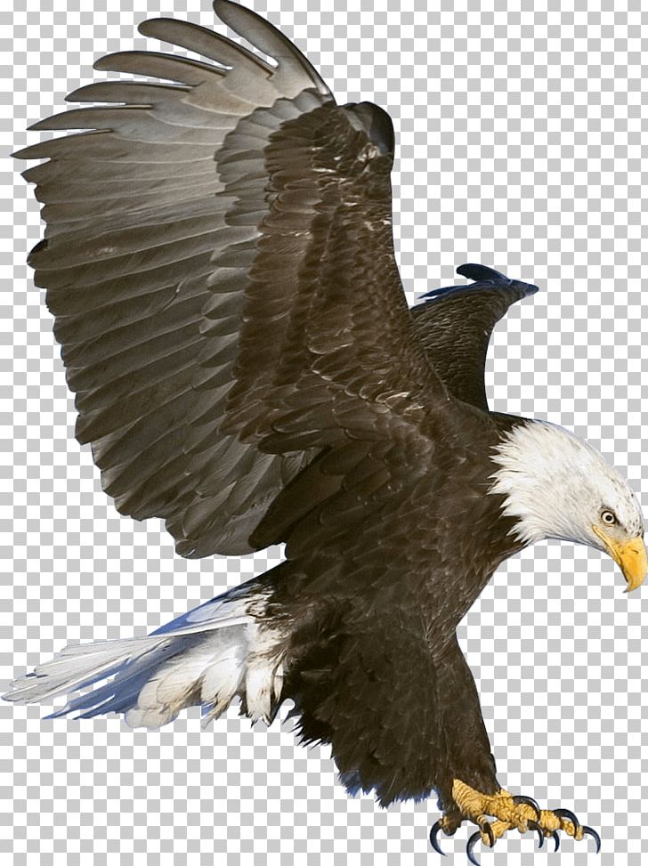Bald Eagle PNG, Clipart, Accipitriformes, Animals, Arbol, Bald Eagle, Beak Free PNG Download