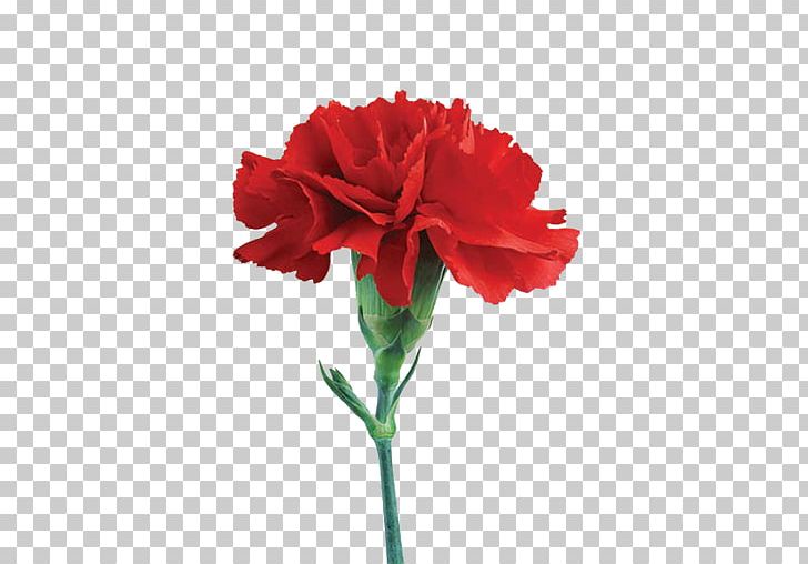 Carnation Cut Flowers Lilium Rose PNG, Clipart, Active, Annual Plant, Carnation, China Rose, Cut Flowers Free PNG Download