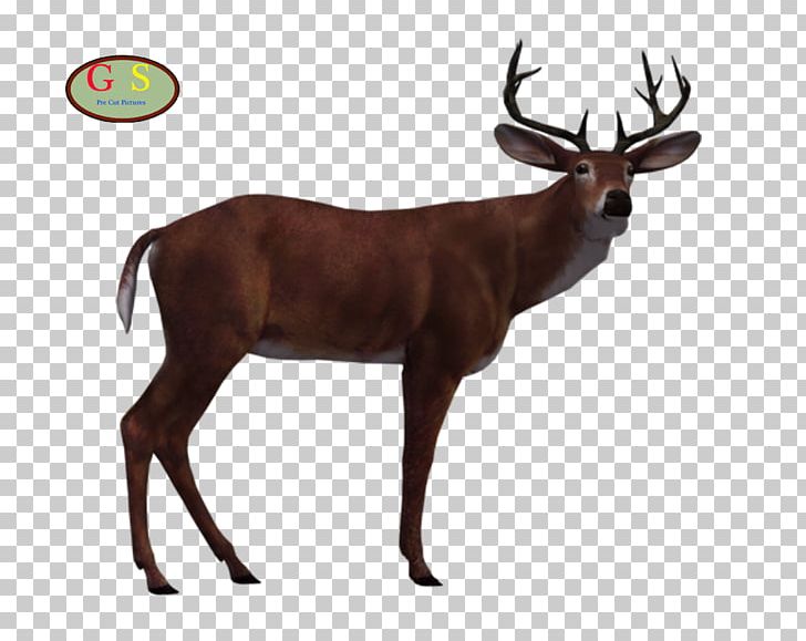 Reindeer White-tailed Deer Elk Antler PNG, Clipart, Animal, Antler, Cartoon, Decal, Deer Free PNG Download