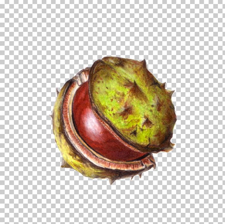 Chestnut Conkers Colored Pencil Drawing PNG, Clipart, Chestnut, Color, Colored Pencil, Coloring Book, Conkers Free PNG Download