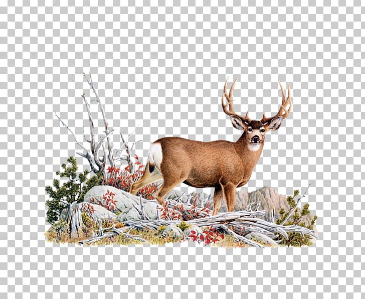 White-tailed Deer Red Deer Mule Deer Elk PNG, Clipart, Animal, Animals, Antler, Blacktailed Deer, Cougar Free PNG Download
