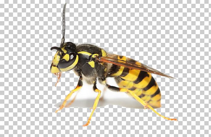 Bee Hornet Insect Wasp Cockroach PNG, Clipart, Arthropod, Bee, Cockroach, Common Wasp, Flea Free PNG Download