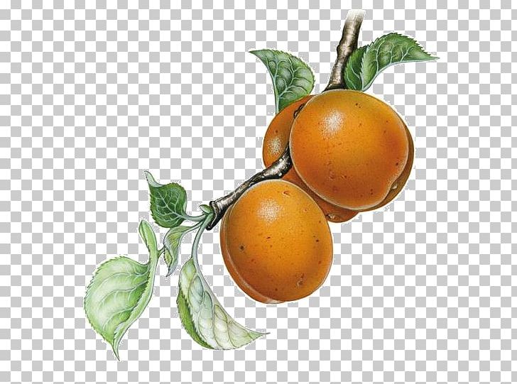 Clementine Rangpur Tangerine Bitter Orange Grapefruit PNG, Clipart, Bitter Orange, Citrus, Clementine, Diospyros, Food Free PNG Download