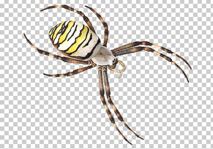 European Garden Spider Theridiidae Insect Argiope Bruennichi PNG, Clipart, Animal, Arachnid, Araneus, Argiope Bruennichi, Arthropod Free PNG Download