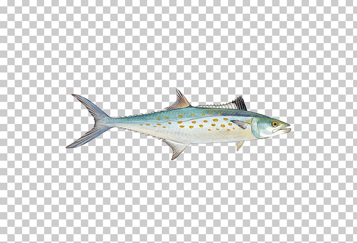 Sardine King Mackerel Seafood Watch Chub Mackerel PNG, Clipart, Atlantic Mackerel, Atlantic Spanish Mackerel, Bonito, Bony Fish, Chub Mackerel Free PNG Download