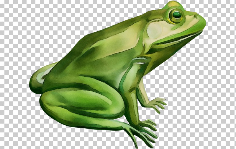 True Frog Frogs American Bullfrog Toad Tree Frog PNG, Clipart, American Bullfrog, Biology, Frogs, Paint, Science Free PNG Download