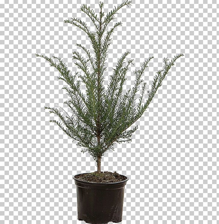 English Yew Spruce Evergreen Flowerpot Fir PNG, Clipart, Branch, Centimeter, Conifer, English Yew, Equisetum Free PNG Download