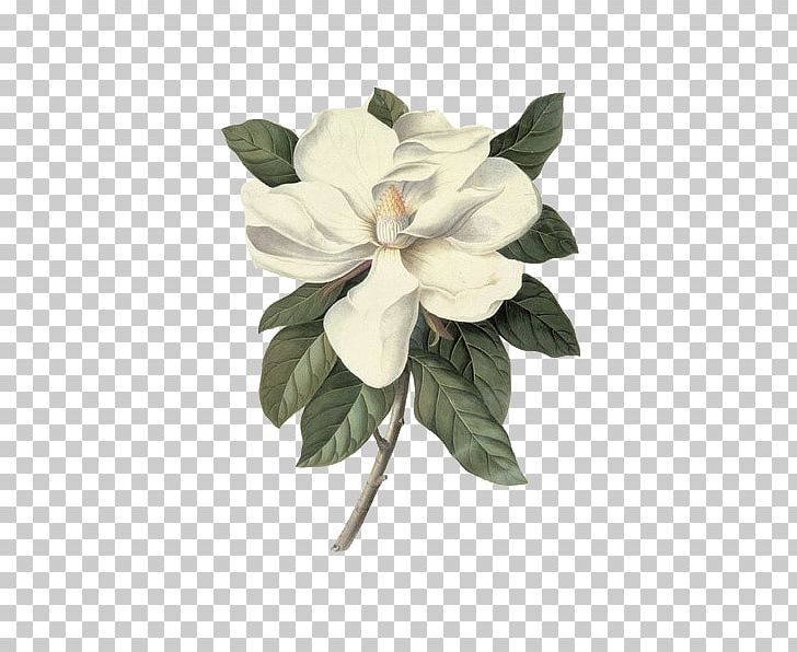 Victoria And Albert Museum Southern Magnolia Botanical Illustration Botany Painting PNG, Clipart, Allposterscom, Artcom, Carl Linnaeus, Cut Flowers, Drawing Free PNG Download