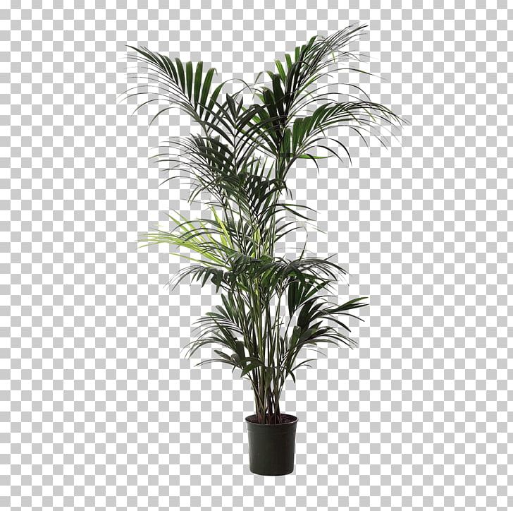 Babassu Areca Palm Houseplant Arecaceae Flowerpot PNG, Clipart ...