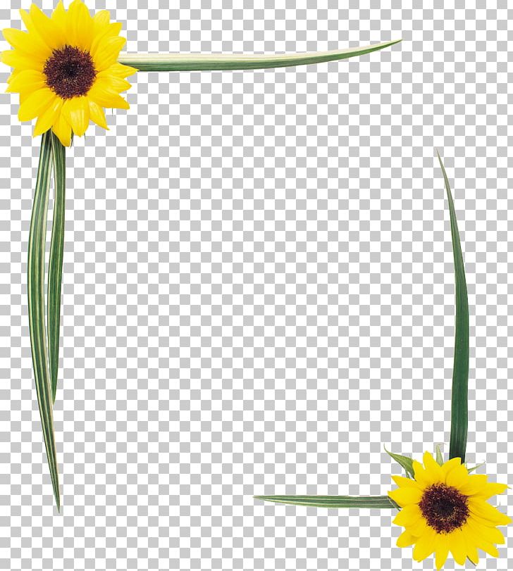 Common Sunflower Frames Homo Sapiens PNG, Clipart, Common Sunflower, Conch, Daisy, Daisy Family, Drawing Free PNG Download