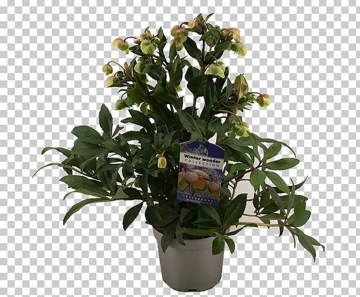 Cut Flowers Flowerpot Houseplant Evergreen Shrub PNG, Clipart, Cut Flowers, Evergreen, Flower, Flowering Plant, Flowerpot Free PNG Download