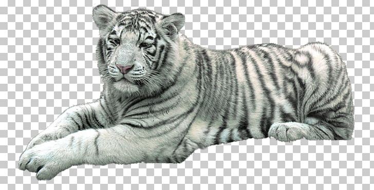 Lion Felidae Cat White Tiger PNG, Clipart, Animal, Animals, Bengal Tiger, Big Cat, Big Cats Free PNG Download