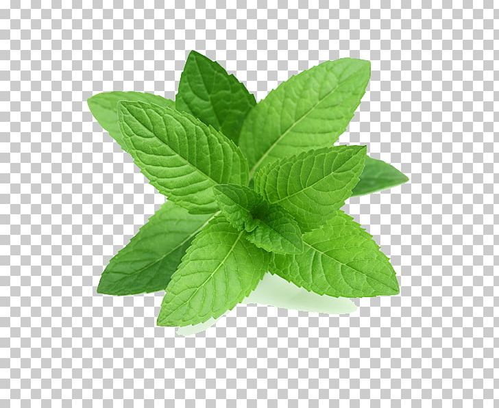 Peppermint Mentha Spicata Herb Mint Leaf PNG, Clipart, Beard Oil, Catnip, Chives, Food, Herb Free PNG Download