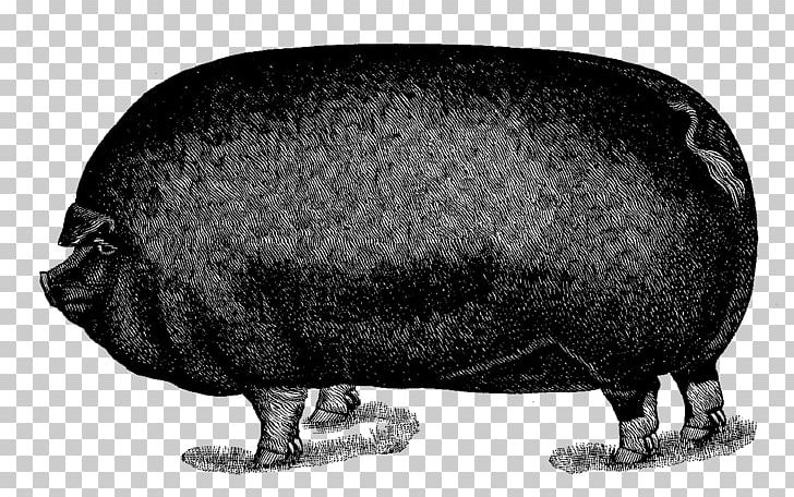 Pig PNG, Clipart, Animal, Animals, Black And White, Fauna, Mammal Free PNG Download