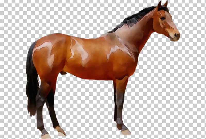 Horse Animal Figure Sorrel Stallion Mare PNG, Clipart, Animal Figure, Horse, Liver, Mane, Mare Free PNG Download