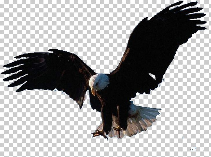 Bird Flight Eagle PNG, Clipart, Accipitriformes, Animals, Bald Eagle, Beak, Bird Free PNG Download