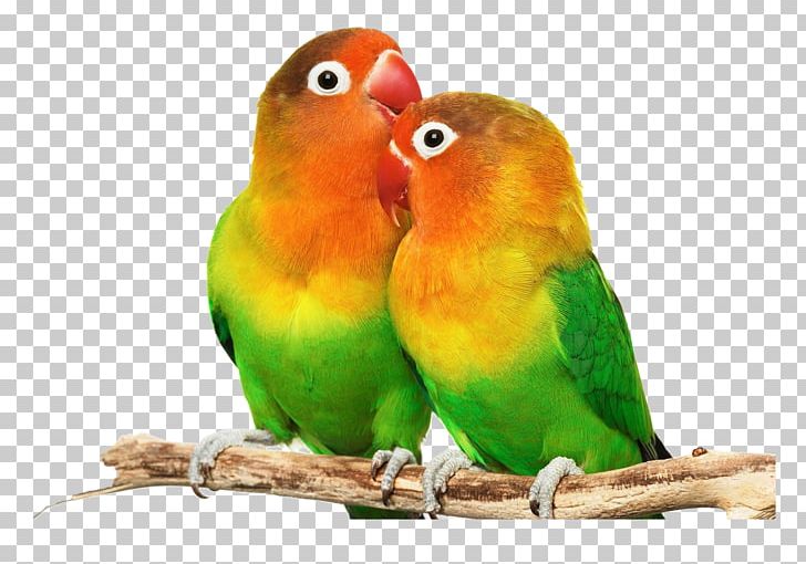 Bird Parrot Budgerigar Cockatiel PNG, Clipart, Animals, Beak, Bird, Blackcheeked Lovebird, Budgerigar Free PNG Download