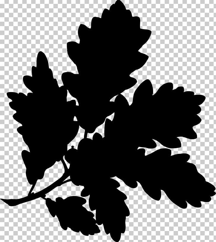 English Oak Water Oak Sessile Oak Gambel Oak Botanical Illustration PNG, Clipart, Acorn, Black And White, Botanical Illustration, Botany, Branch Free PNG Download