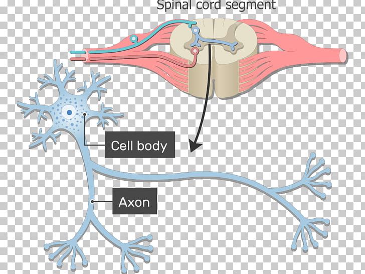 Neuron Axon Nervous System Soma Nerve PNG, Clipart, Area, Axon, Axon Terminal, Beak, Bird Free PNG Download