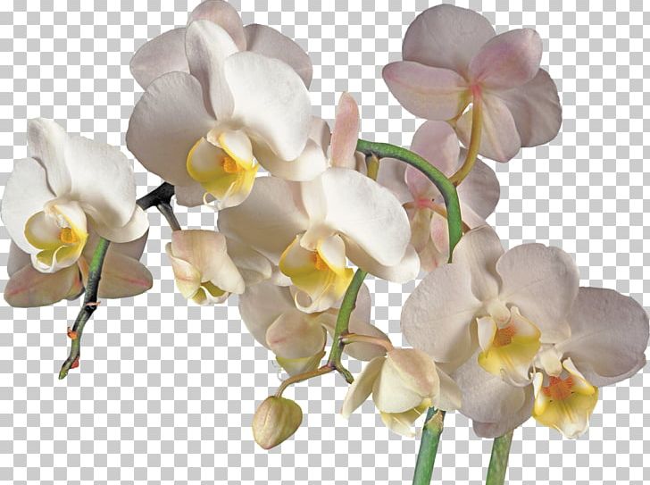 Orchids Flower PNG, Clipart, Branch, Cattleya, Cattleya Orchids, Clip Art, Cut Flowers Free PNG Download