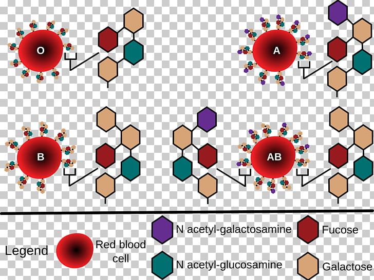 Blood Type Human Blood Group Systems Red Blood Cell ABO Antigen PNG, Clipart, Antibody, Antigen, Area, Blood, Blood Cell Free PNG Download