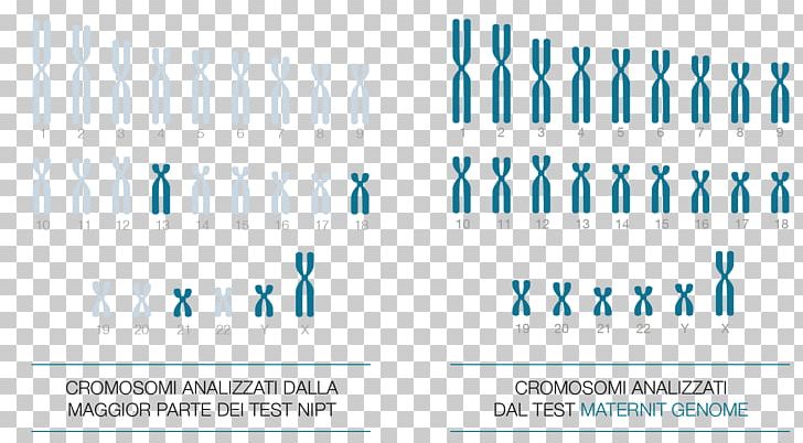 Chromosome Human Genome NIPT PNG, Clipart, Aneuploidy, Angle, Blood Test, Blue, Brand Free PNG Download