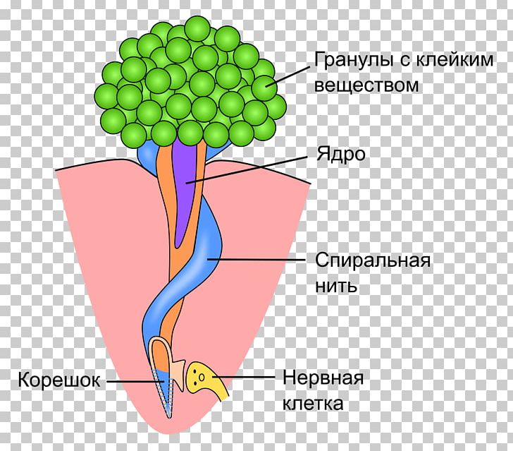 Colloblast Collocyte Tentaculata Mesoglea Cnidocyte PNG, Clipart,  Free PNG Download