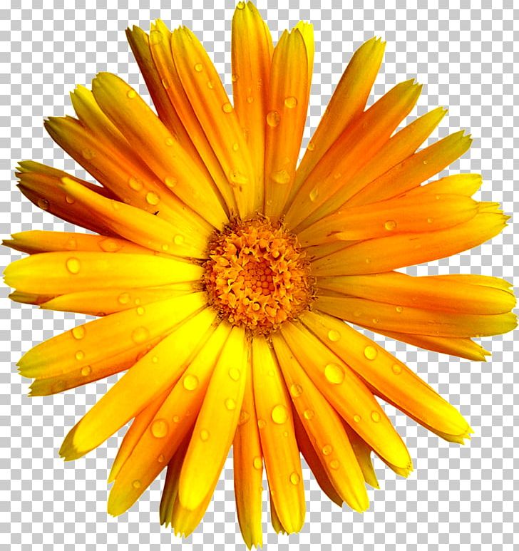 German Chamomile Flower PNG, Clipart, Bit, Calendula, Camfrog, Chamomile, Color Free PNG Download
