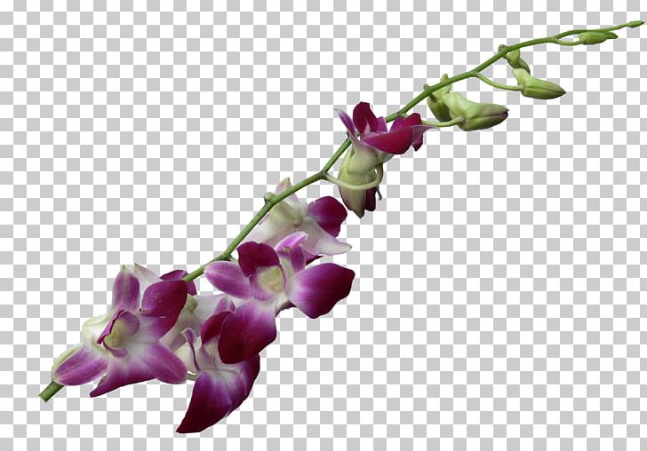 Moth Orchids Cut Flowers Dendrobium PNG, Clipart, Blossom, Boat Orchid, Branch, Bud, Cut Flowers Free PNG Download