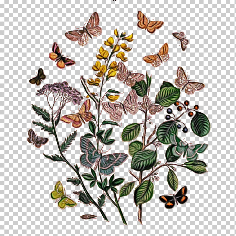 Butterfly Moths And Butterflies Flower Insect Plant PNG, Clipart, Butterfly, Flower, Insect, Leaf, Moths And Butterflies Free PNG Download