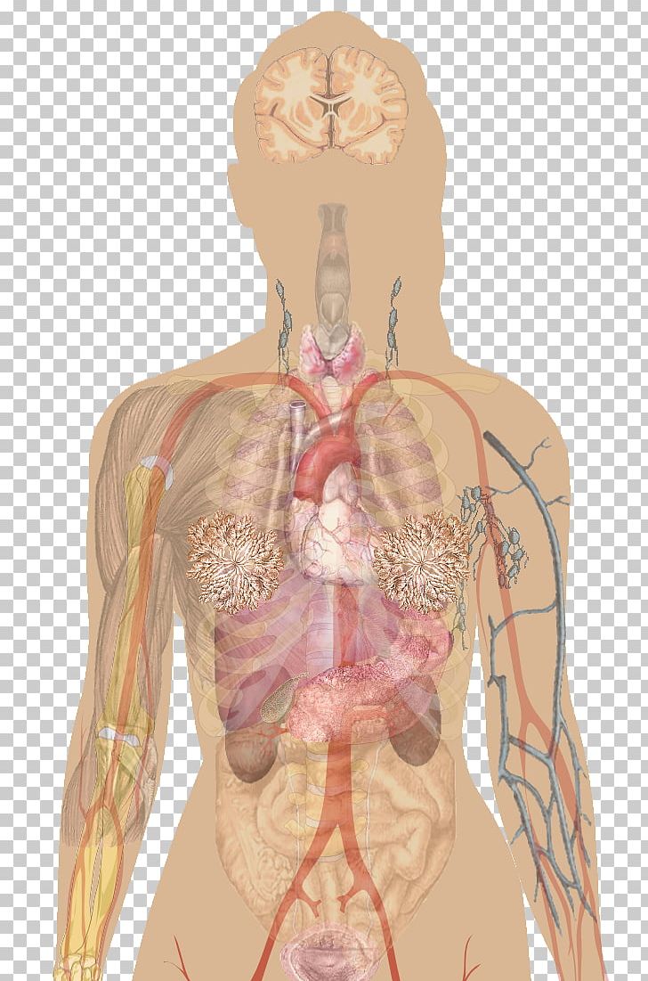 Human Body Human Anatomy Organ Human Skeleton Png Clipart Abdomen Anatomy Arm Back Blood Vessel Free