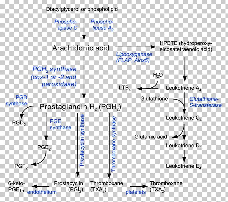 Prostaglandin Prostacyclin Thromboxane Eicosanoid Arachidonic Acid PNG, Clipart, Angle, Arachidonic Acid, Area, Blue, Material Free PNG Download